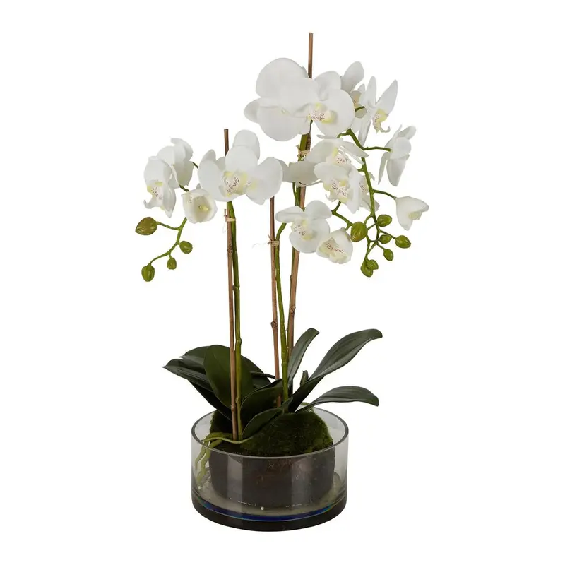White Orchid In Round Glass Vase – 60Cm Minimalist Centerpiece 1