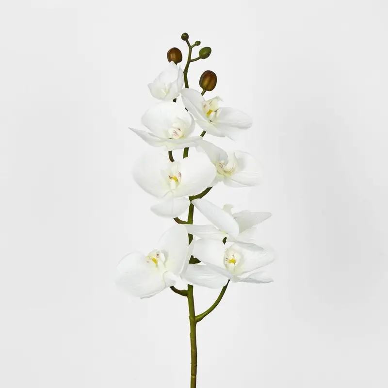 White Phalaenopsis Orchid Stem With 7 Blooms 1