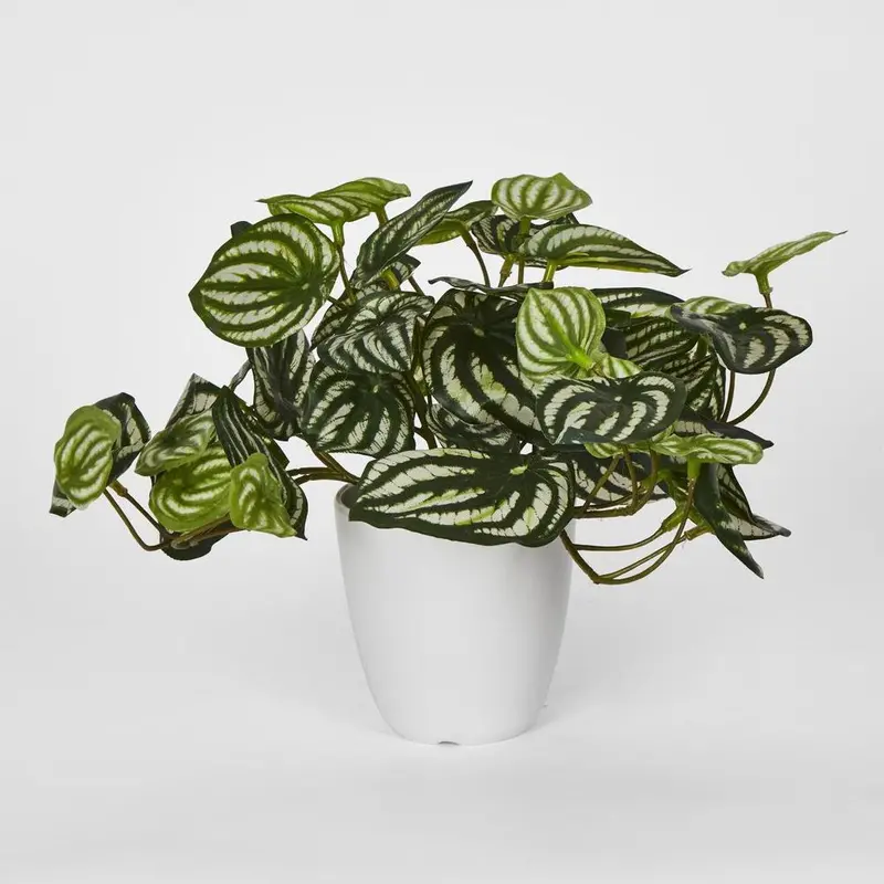 White-Potted Real Touch Hanging Watermelon Peperomia 1
