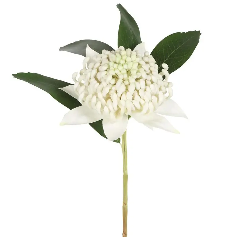 White Waratah Stem – 50Cm Australian-Inspired Floral 1