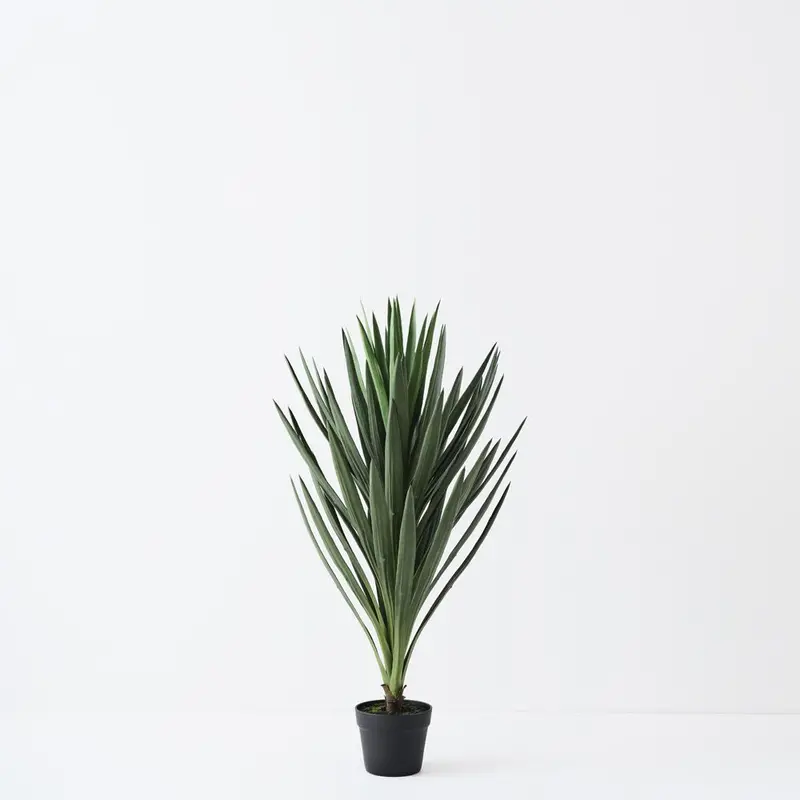 Yucca Filamentosa Landscape Plants (2 Pcs) 1