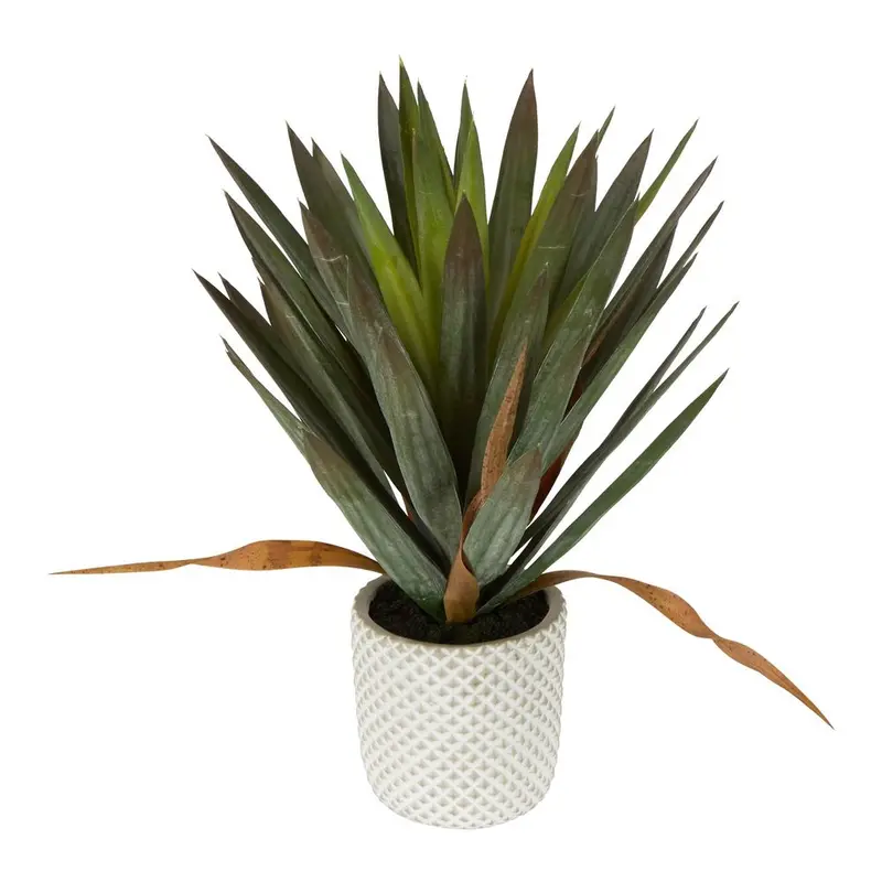 Yucca Gloriosa Potted In Sleek Cement Planter 1