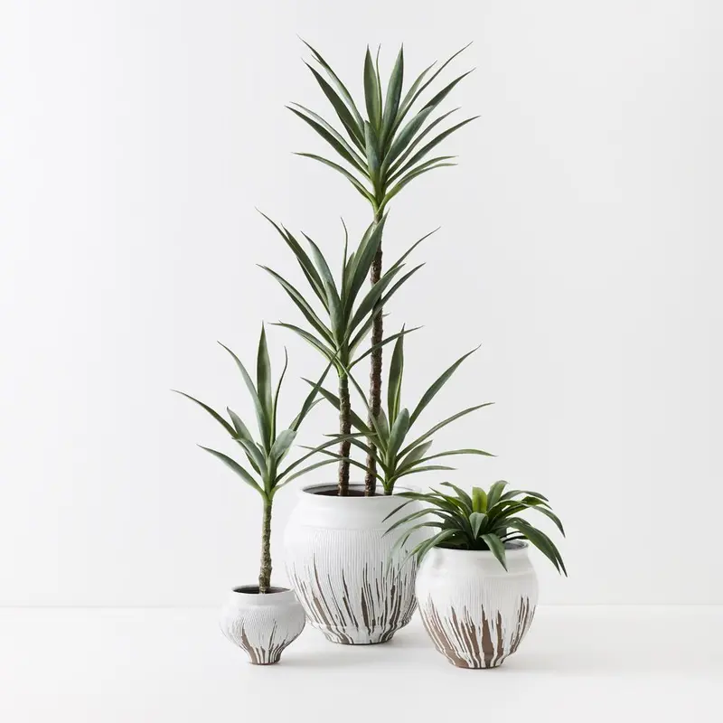 Yucca Indoor Plants – Pair Of Low-Maintenance Potted Specimens 1